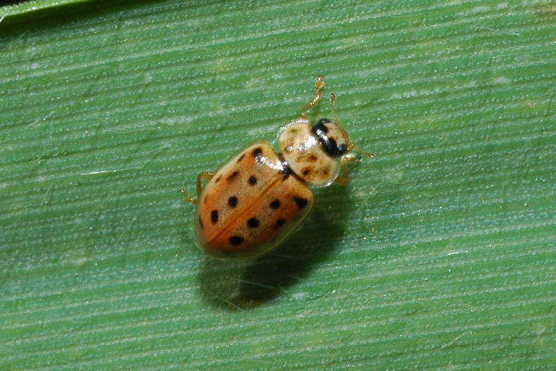 Coccinellidae: Anisosticta novedecimpunctata